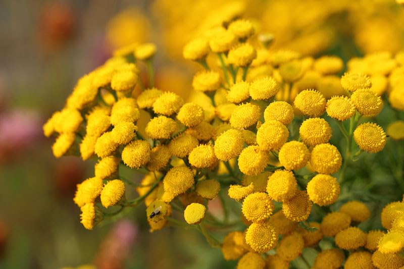 See full amazon price history chart for 35+ Seeds- Tansy Flower Seeds - Natural Insect Repellent - Grow Year Round - All India 35+ Seeds- Tansy Flower Seeds - Natural Insect Repellent - Grow Year Round - All India (B0C8JZ7YZN) Amazon Price History, Amazon Price Tracker