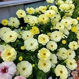 20 piezas bulbos ranunculus resistentes perennes - de primavera de jardin jardín para jardín, bonsái cobertura
