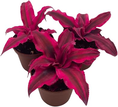 BubbleBlooms Cryptanthus Bivittatus, 2 inch Set of 3, Bright Pink Red Earth Star Tiny Mini Pixie Plants