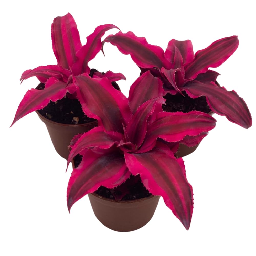 Cryptanthus Bivittatus