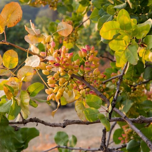 Semillas de pistacho, en resistentes al exterior Pistacia vera, semillas de balcón 40pcs