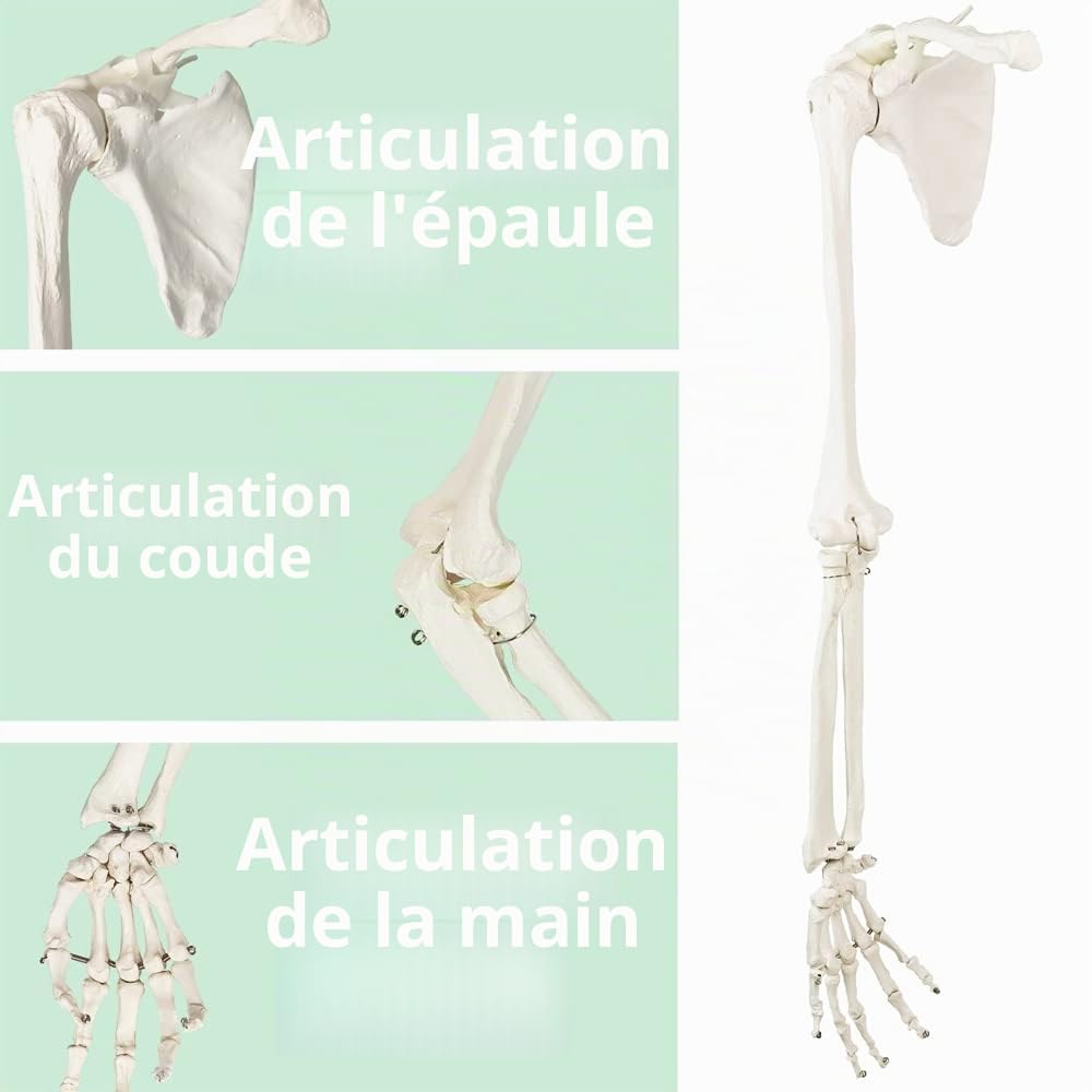 Modèle scientifique de squelette du bras humain, bras anatomique grandeur réel, scapula et os articulé de la main,Manuel détaillé du produit (français non garanti)