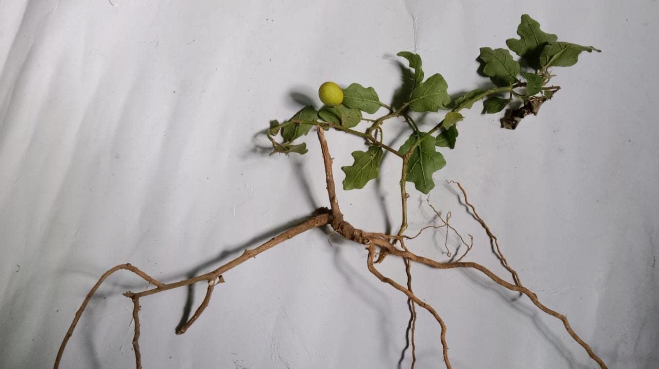 கண்டங்கத்திரி வேர்-Kandankathiri Root- Solanum Xanthocarpum-Kateri Jad Root-Kantakari-Katehli- Katehri-(Ringni Mool) Kateli (B0BTPW8VKD) Amazon Price History, Amazon Price Tracker