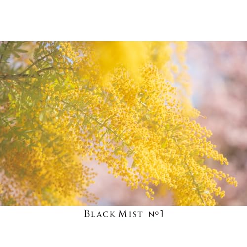 Image of Kenko Diffusion Effect Filter Black Mist No.1 N φ55mm, Soft Effect, for That Perfect Cinematic Scene, Made in Japan, 449882