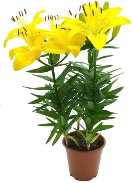 Azucena Natural -Lilium- Planta Ornamental Decorativa