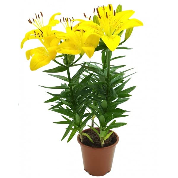 Azucena Natural -Lilium- Planta Ornamental Decorativa