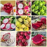 Semillas de pitahaya, regalos inusuales Hylocereus undatus, Los columnares son resistentes frutal 300pcs