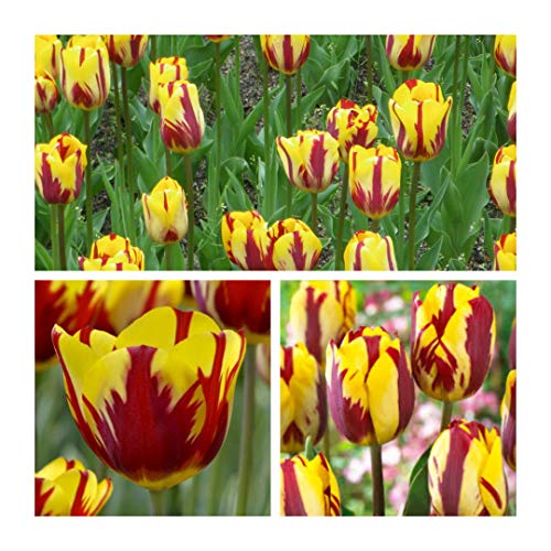 Triumph Tulip Helmar Flower Bulbs Size 10/11 (30) Beautiful Rembrandt Type Tulips.