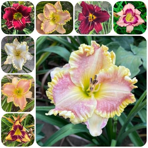 Semillas de azucenas, Las de jardín son resistentes Hemerocallis fulva, semillas exóticas resistentes al exterior perenne 250pcs