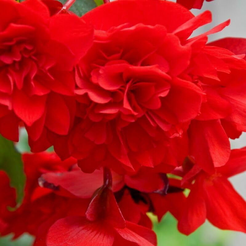 Buy4seeds Begonia Tuberous Nonstop Red 20 Seeds (pelleted) Easy to Grow