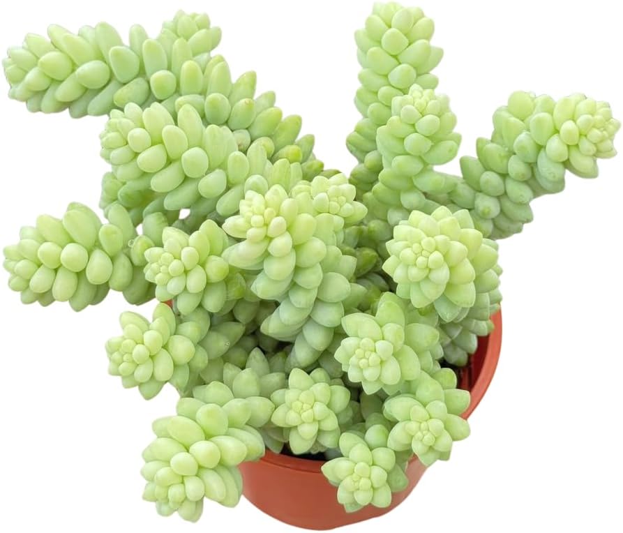 Live Succulent 4" Donkey Tails, Succulents Plants Live, Succulent Plants Fully Rooted, House Plant for Home Office Decoration, DIY Projects, Party Favor Gift by The Succulent Cult