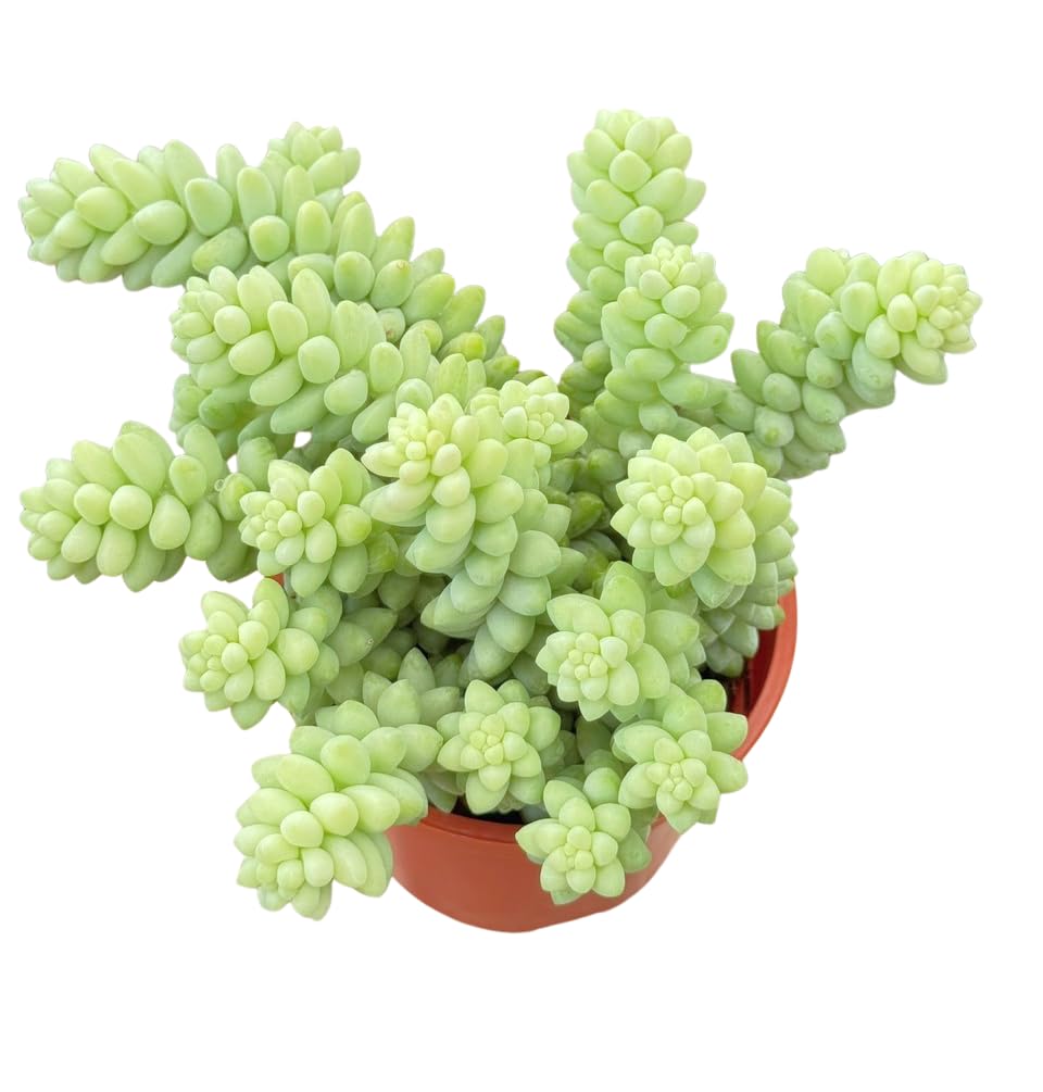 Live Succulent 4" Donkey Tails, Succulents Plants Live, Succulent Plants Fully Rooted, House Plant for Home Office Decoration, DIY Projects, Party Favor Gift by The Succulent Cult
