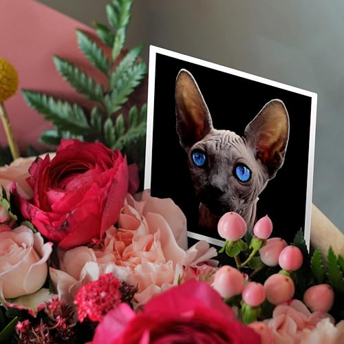 Cartes de vœux chat Sphynx 3dRose lot de 12 format carré - 3