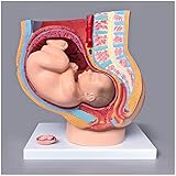 Aplicación: adecuado para cualquier persona interesada en anatomía, enfermería, fisiología. Comprender los diversos órganos del cuerpo humano y sus posiciones relativas. Muy adecuado para la educación infantil, regalo perfecto para los niños.