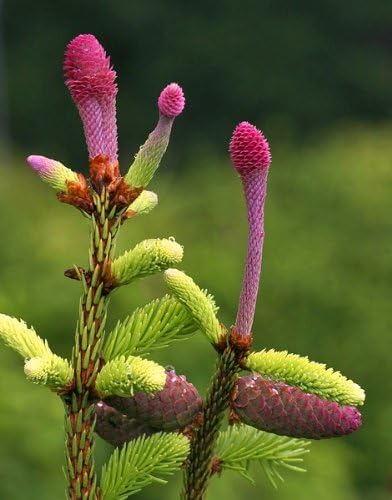 Miniatura 3 de acrocona Noruega 1Año Live Árbol de Abeto