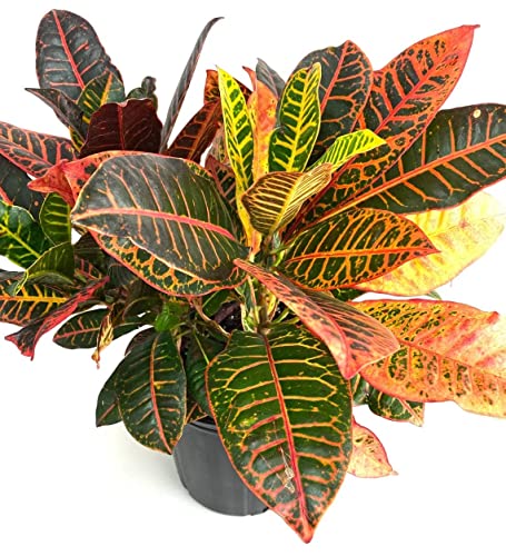 Garden Art New Imported Multicolour Croton Petra Live Plant Codium Includes Nursery Grower's Bag/Pot(Pack Of One Healthy Plant) (OUTDOOR, CROTON)