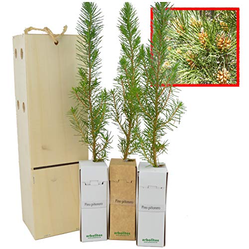 PINO PIÑONERO (pinus pinea) - Pino natural de 30-40 cms de altura. Ideal para transplantar o para regalar(3)