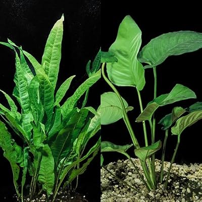 Java Fern and Anubias Aquarium Plant Bundle - Live Freshwater Plants for Aquascaping, Low Maintenance, Easy Beginner-Friendly Decor for Fish Tank