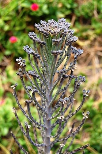 Kalanchoe Mother Of Millions - Live Plant In A 2 Inch Pot - Kalanchoe Tubiflora - Beautiful Indoor Outdoor Cacti Succulent Houseplant #TOP5
