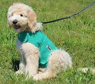 Thundershirt Hunter Green Polo-XX Small