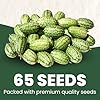 Cucamelon – 65 Premium Seeds for Planting – Mini Watermelon-Like Fruits for The 2026 Season – 200-Milligram Pouch #1