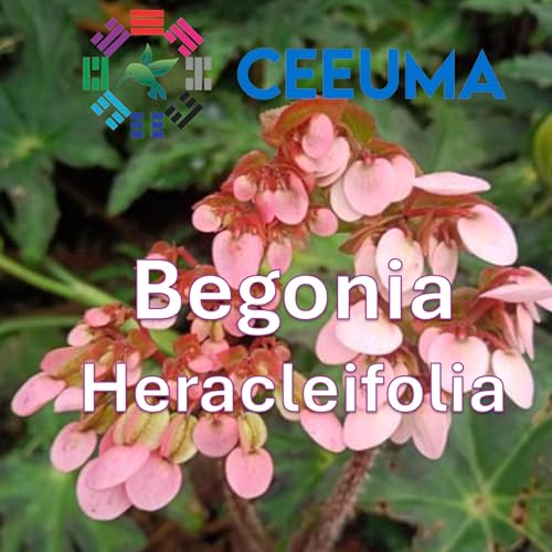 Begonia Heracleifolia