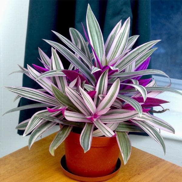 Rhoeo Tricolour Natural Live Plant | Rhoeo Variegated Live Plant Indoor Air Purifier (Pack of 1 Healthy Plant).