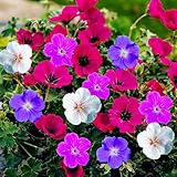 DUTCH BULBS EXCLUSIVE PLANTS FROM HOLLAND