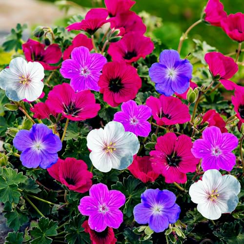 Géranium à Planter - Collection 10 Racines - Plantes Vivaces Exterieur - Rustique - Naturelle Plantes de Hollande - Pour le jardin et le pot (2 de chaque couleur, pas de graines)