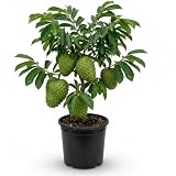 Soursop Guanabana Tree Plant Live, 2-3 Ft Tall, 1 Gallon Pot