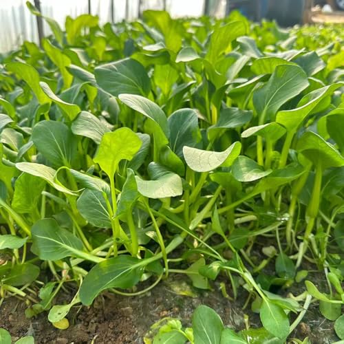 semillas de acelga - de jardín de hierbas plantas decorativas Semillas orgánicas para plantas de jardín de rocas resistentes semillas de plantas plantas verdes semillas de 20pcs