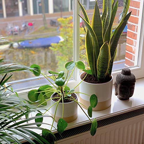 Kimisty Set 2 Ceramic Planters 7 & 6 Inch, White & Beige Handmade Large Plant Pots, Hand Painted With Gold Speckles Drainage & Plug, Modern Luxe Planters For Houseplants #TOP2