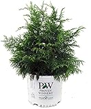 Proven Winners - Chamaecyparis p. Soft Serve (False Cypress) Evergreen, green foliage, #3 - Size Container