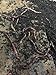 Protogro NightCrawlers, Superworms, Red Wigglers, Compost & Bait Worm Food, 2 Lbs (2 Lbs)