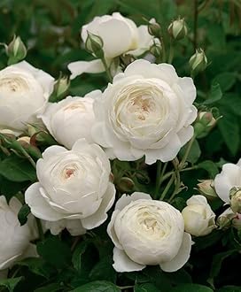 Gebdinsh Garden® Imported Rose White Color Flower Seeds For Gardening | Pack Of 50 to 60 Seeds
