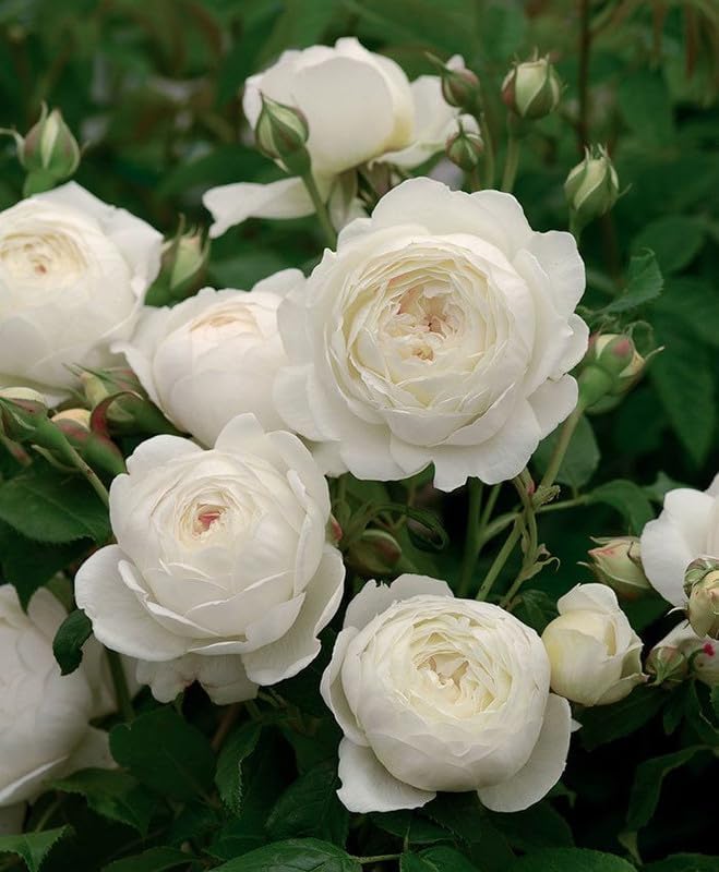 Gebdinsh Garden® Imported Rose White Color Flower Seeds For Gardening | Pack Of 50 to 60 Seeds