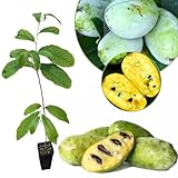 Live Pawpaw Tree 6-8 Inch Tall, Paw Paw Plant for Outdoor Planting, Cold-Hardy Fruit Tree for Home Orchard