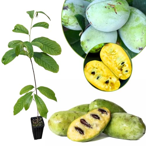 Pawpaw Tree Live Plant, 6-15 Inch Tall, Quart Pot, Cold Hardy Paw Paw Fruit