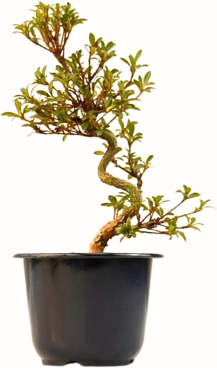 bonsai lego frog LEGO® Bonsai Tree – AG LEGO® Certified Stores