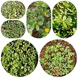 portulaksamen - deko wohnzimmer indoor gewächshaus balkon gemüsebeet bio gartenkräuter hochbeet...