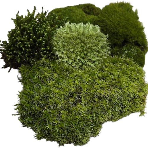 Tin Roof Treasure Live Terrarium Moss Assortment