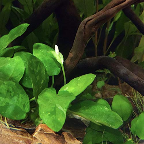 Greenpro Anubias Nana On Lava Stone Live Aquarium Plant Freshwater Betta Fish Tank Decorations #TOP5