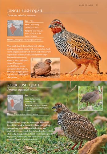 OM BOOKS INTERNATIONAL Birds Of India: Pakistan, Nepal, Bhutan, Sri Lanka and Bangladesh