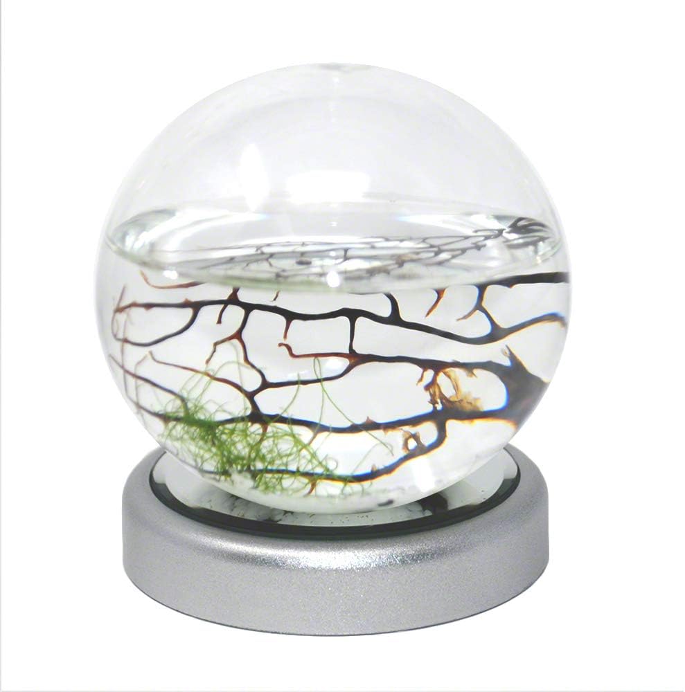 EcoSphere Closed Aquatic Ecosystem, Small Sphere with LED Base