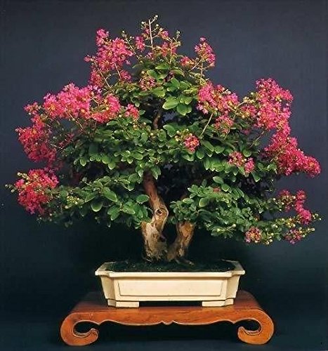 Lagerstroemia Indica Kreppmyrte Bonsai 10 Samen Erstaunlich Rare Blte :  Amazon.de: Garten