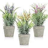 [Opción de regalo ideal] La lavanda está conectada con el romance y la elegancia, nuestras flores de lavanda en maceta son el regalo perfecto para la inauguración de la casa para tus amigos y familia. Recomendado para personas con alergia al polen.
