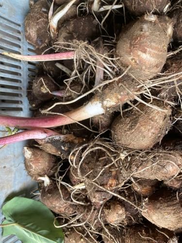 種 1kg 里芋」の人気商品一覧 | 安い商品を通販サイトから探す - 価格.com