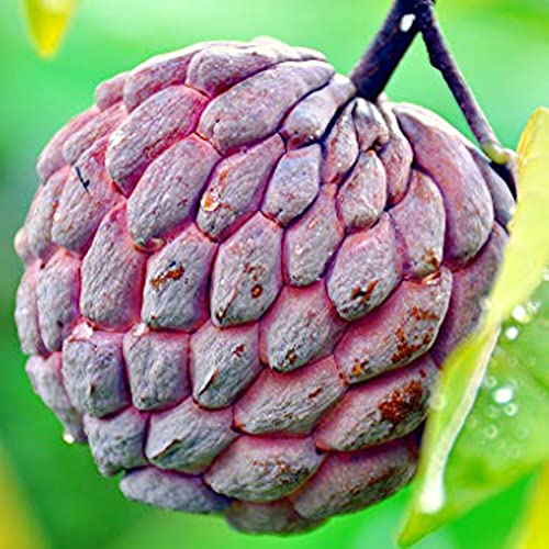 Qauzuy Garden 10 Annona Squamosa Seeds, Custard Apple Seeds, Sugar-Apple, Sweetsops, Non-Gmo Fruit Seeds, Prolific Perennial Tropical Exotic Fruit Tree For Home Garden #TOP6