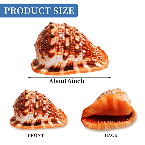 SKOOLOVE Large Natural Sea Shells 14-16CM Huge Ocean Conch Jumbo Seashells Perfect for Wedding Decor Beach Theme Party Home Decorations,DIY Crafts - Image 4