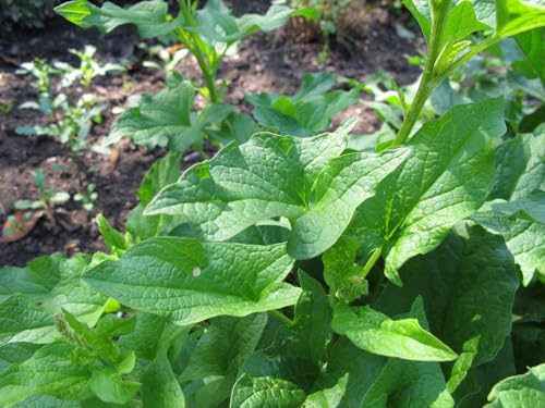 New Fresh 90pcs King Henry Plant Seeds Generic